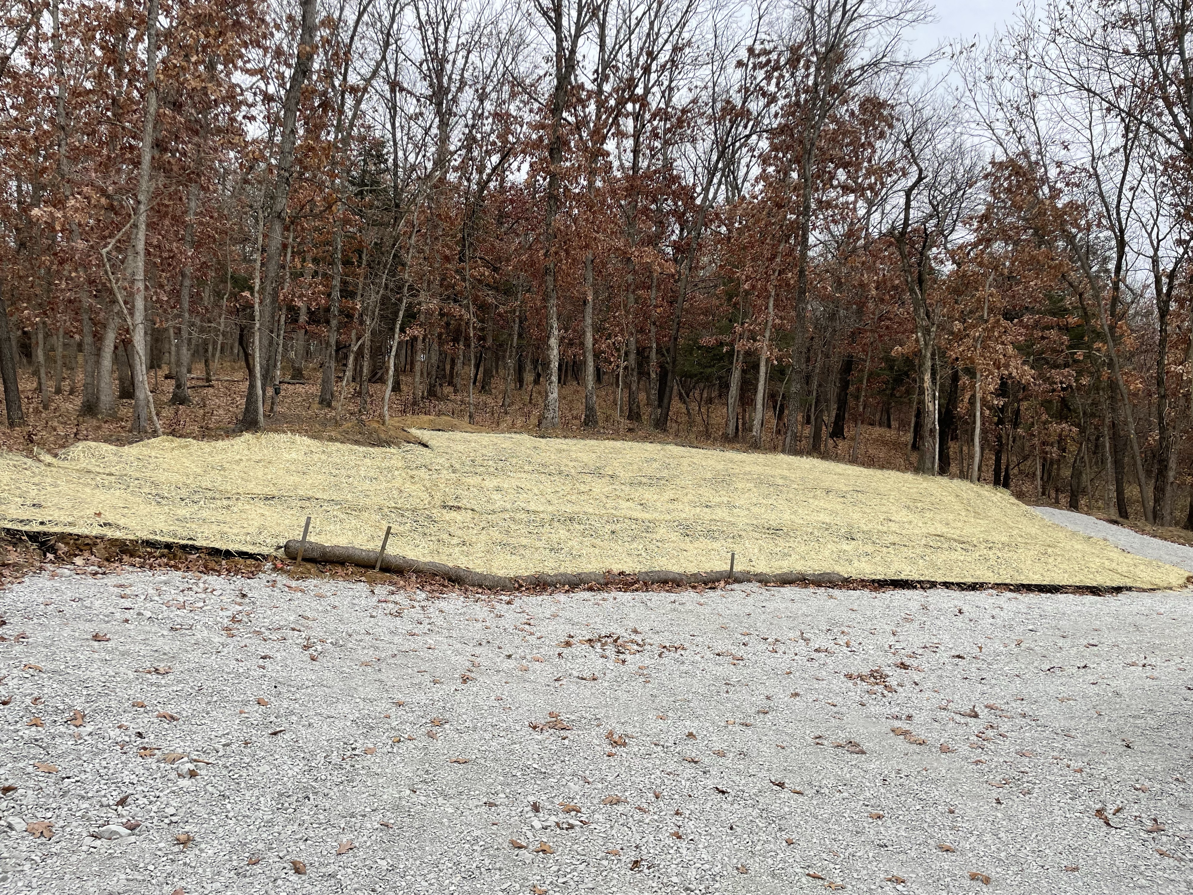 Gravel and Milkweed
